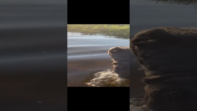 Дожди чуток залили  путь к речке #канекорсо #canecorco