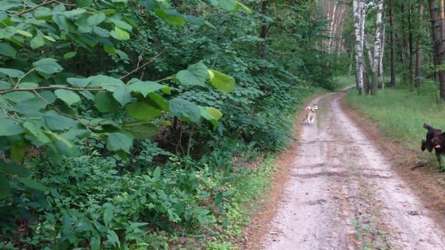 Кабаны бегут на человека смотреть онлайн