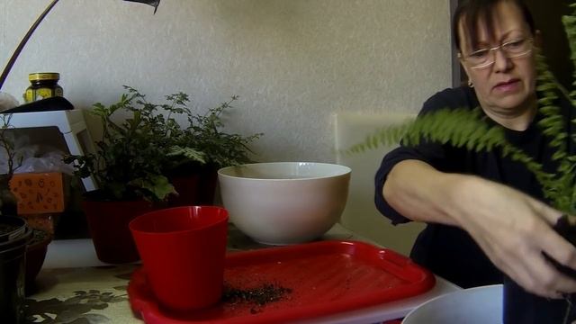 Комнатные цветы. Папоротники. Пересадка. Уход. смотреть онлайн