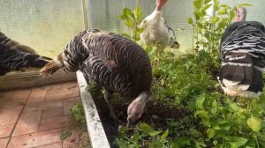 Индюки Индюшки выросли.Опыт и выращивания в домашних условия