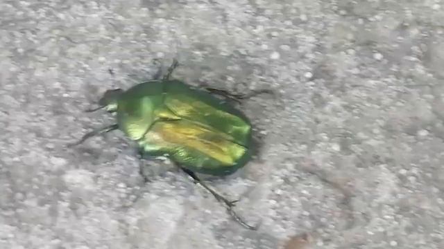 Enormous different types of bronzovka beetle / Различные виды огромного жука бронзовик а смотреть онлайн