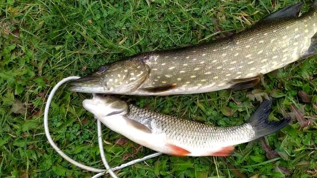 ПОДВОДНАЯ ОХОТА В СЕНТЯБРЕ . МАЛАЯ РЕКА , SPEARFISHING