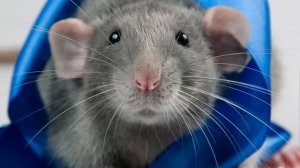 ЗВУК МЫШИ ДЛЯ ТВОЕГО ПИТОМЦА! ВКЛЮЧИ И НАБЛЮДАЙ!