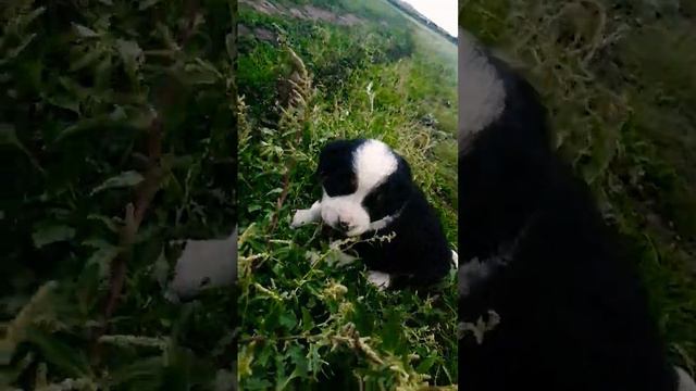 мы нашли щенка на улице💗😔 и спасли смотреть онлайн