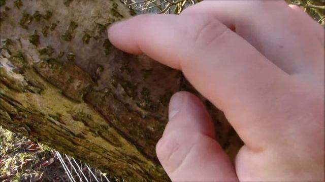 Winter Hazel - Corylus Avellana