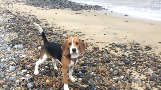 20 Самых популярных пород собак в мире смотреть онлайн