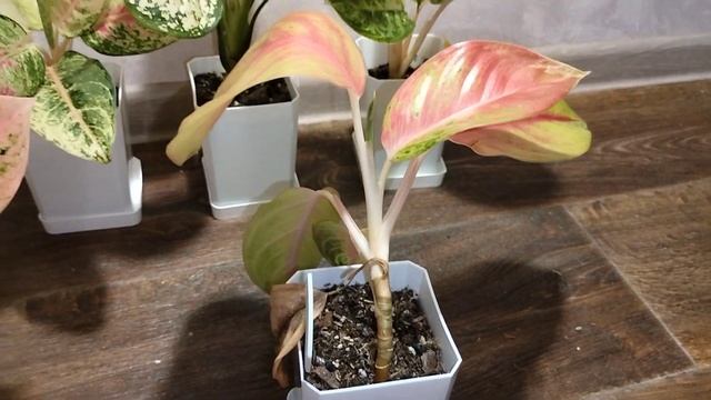 Аглаонемы и адаптация. Aglaonemams