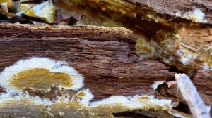 Широколиственные леса: богатство, требующее восстановления (второе издание)