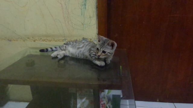 Munchkin si kaki pendek / si Bengal yg lucu смотреть онлайн