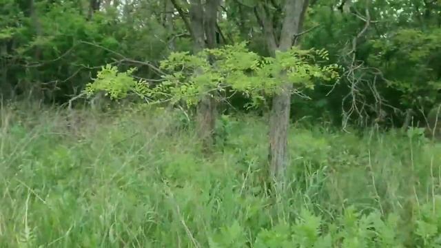 Когда же зацветет акация 2021??? Что ждать от акации в этом году?.?.?