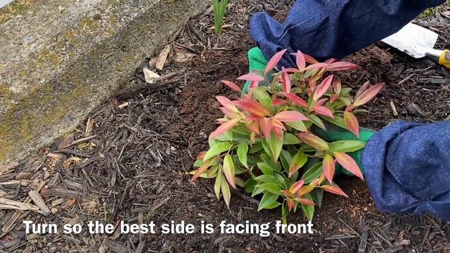 Coast Leucothoe "Rejoyce", New Planting March 20, 2023 смотреть онлайн