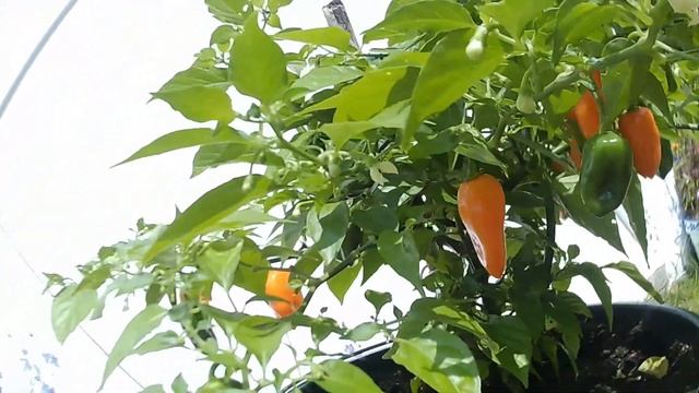 Habanero Orange Plant - Growing Chili In Sweden
