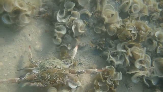 Игры двух самок крабов-плавунцов смотреть онлайн