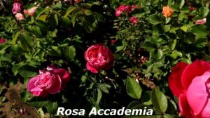 Титулованная роза Академия, самая красивая и самая ароматная итальянская роза!