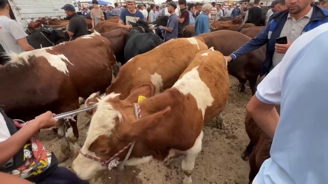 БОКИЛАДИГАН НОВВОСЛАР ХОРАЗМ УРГАНЧ МОЛ БОЗОРИ 25-ИЮН ХОРАЗМ БОЗОР смотреть онлайн