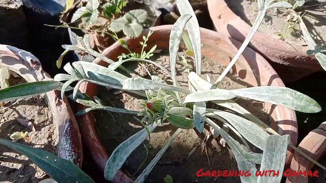 How to grow Gazania flowers ,care and growing tips by Gardening with Qamar.. смотреть онлайн