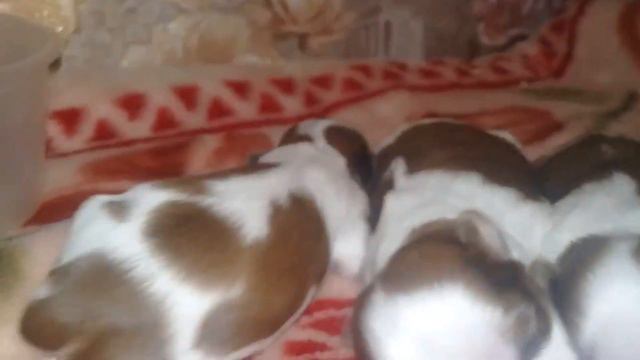 Щенки Ши-тцу🐶, мы родились🎈, наша история🎀 смотреть онлайн