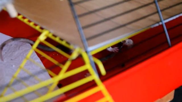 Декоративная крыса Decorative Rat (Dumbo)