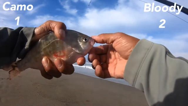 Surf fishing | Berkley gulp sand worm | Camo vs Bloody | who wins? смотреть онлайн