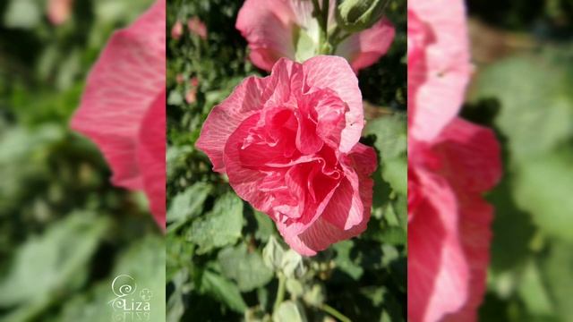 Мальва (Шток-роза) смотреть онлайн