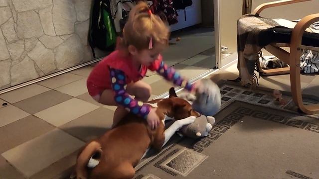 Да придёт бабайка! #dog #basenji #собака #басенджи #юмор #бабайка #жихарка смотреть онлайн