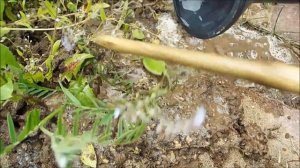 Александр Петров. Борьба с муравьями на садовом участке