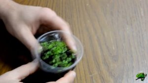 ВЫРАЩИВАЮ  СЕМЕНА - АКВАРИУМНЫХ РАСТЕНИЙ С  AliExpress  часть 1