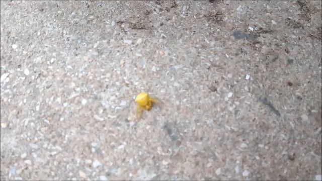 Ядовитый желтый паук нашли на улице. пауки снятые на камеру. насекомые. горный паук смотреть онлайн