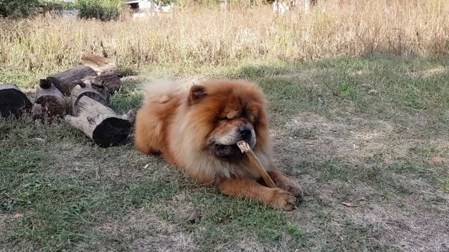 Чау-чау Персей красиво чистит зубы смотреть онлайн