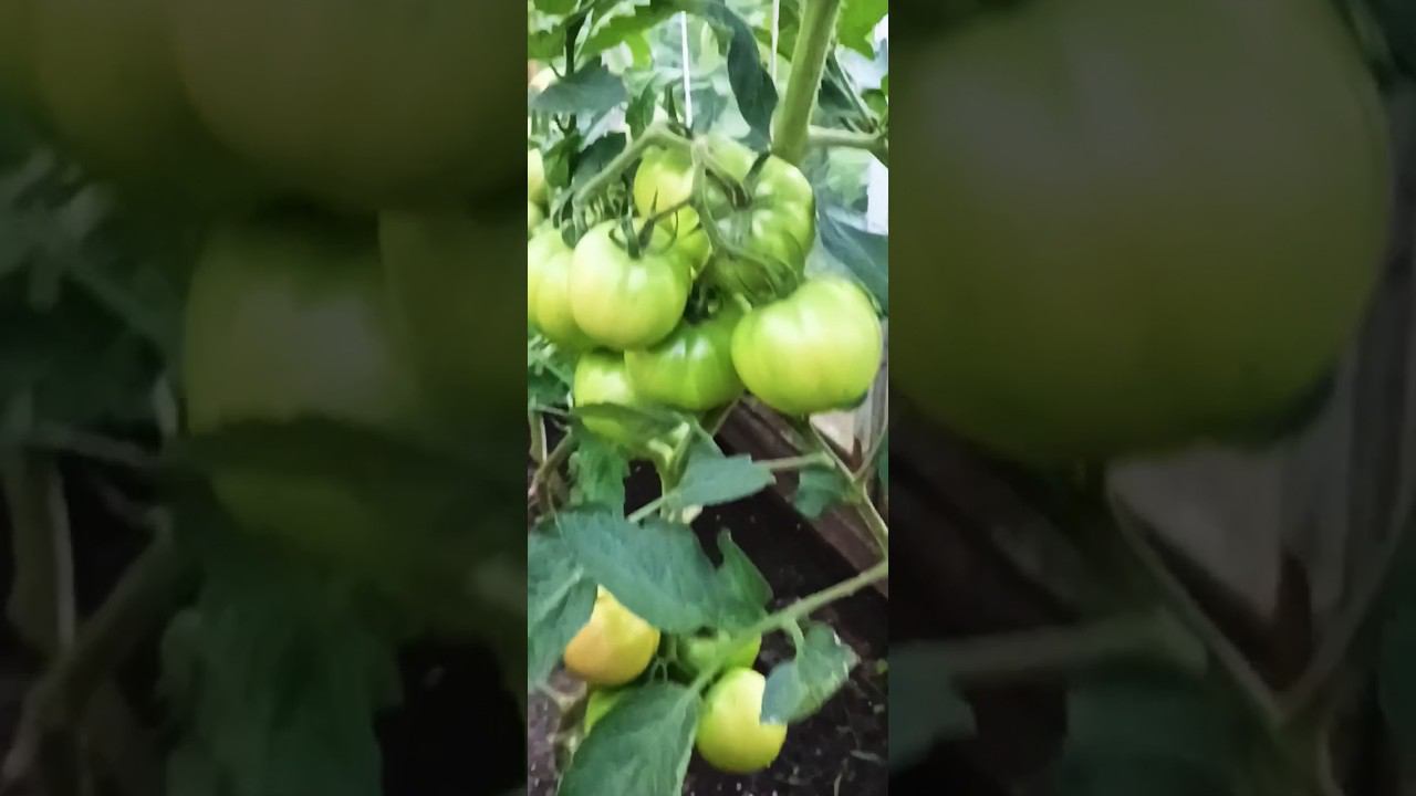 вы как срываете бурыми или как я ждете когда #shorts #beats #garden смотреть онлайн