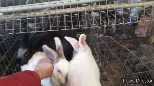 Взвешивание кроликов в 3 месяца. смотреть онлайн