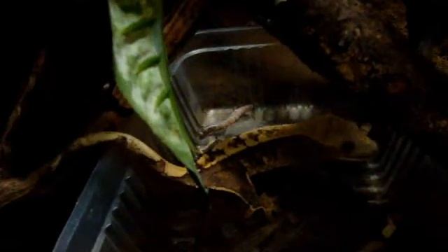 Rhacodactylus Ciliatus eating смотреть онлайн
