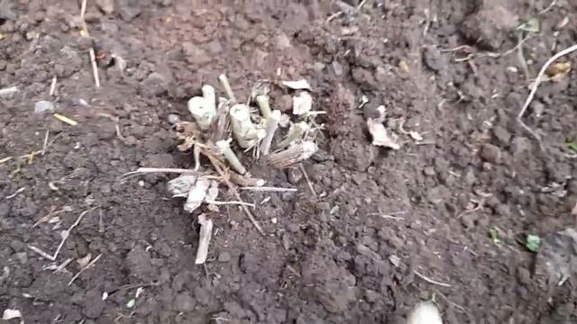 #клематис #маньчжурский #готовимкзиме / Клематис ( лат.clematis) белый маньчжурский готовим к зиме. смотреть онлайн