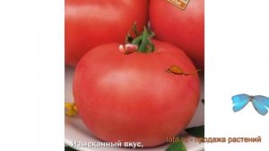 Томат обыкновенный Сударь F1 (sudar f1) ? томат Сударь F1 обзор: как сажать семена томата Сударь F1