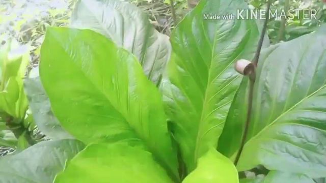 Cardboard/Anthurium Jenmanii Varieties w/ names смотреть онлайн