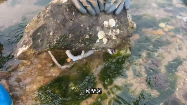 海邊大潮過後大貨超多，沙光魚抓到爆桶，還發現了扇貝聚集地【牛牛趕海海鮮】