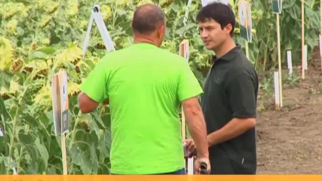 Семена подсолнечника Евралис Семанс смотреть онлайн