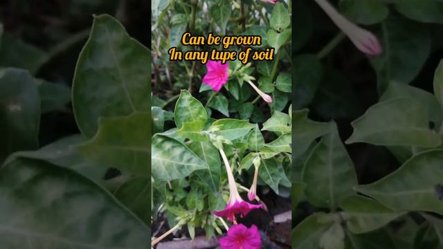 Mirabilis jalapa or 4 o'clock plant. смотреть онлайн