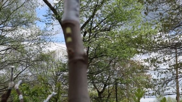 Bud Grafting: The EASIEST GRAFT