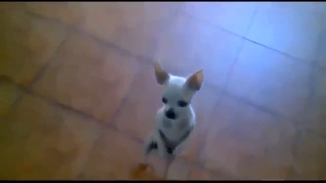 EL MEJOR CURSO DE SEO 2015 ¡Baila perro baila! Bailes de verbena 2015 смотреть онлайн