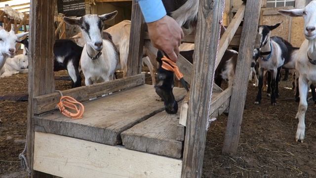 "Антибрык" для коз на дойке. #подсмотрИуБобра смотреть онлайн