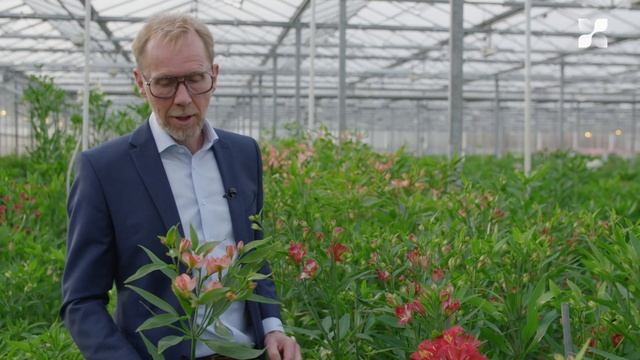 New Cut Flower Introduction 2021: Alstroemeria смотреть онлайн