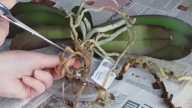 ПЕРЕСАДКА ОРХИДЕИ, КУПЛЕННОЙ ПО СКИДКЕ смотреть онлайн