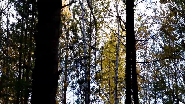 В тайге.  Охота на рябчика по осени 2014