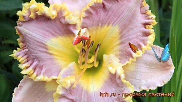 Лилейник гибридный Лавендер Ту Ту ? обзор: как сажать, рассада лилейника Лавендер Ту Ту смотреть онлайн