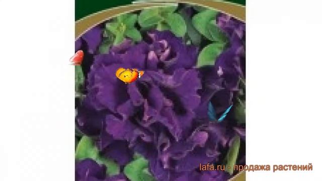 Петуния махровая Дабл каскад блю ? обзор: как сажать, семена петунии Дабл каскад блю смотреть онлайн