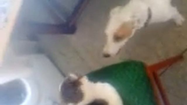 Невозмутимый кот! смотреть онлайн