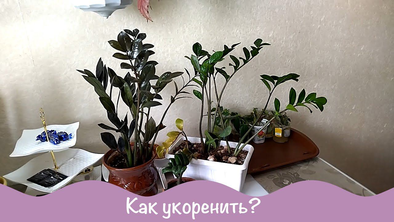 Цветы дома . Замиокулькас. Размножение. смотреть онлайн