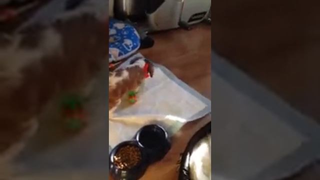 "King 1" chiot qui joue avec le chat. смотреть онлайн