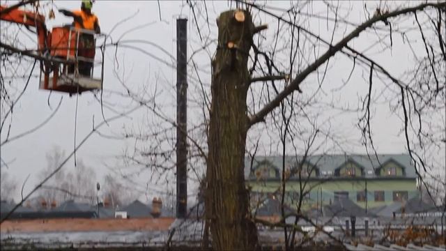 Вырубка деревьев бензопилами, с частичным завешиванием, арбористами смотреть онлайн